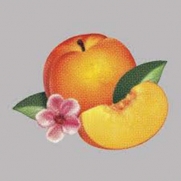 Phoenix � Bankrupt (CD)